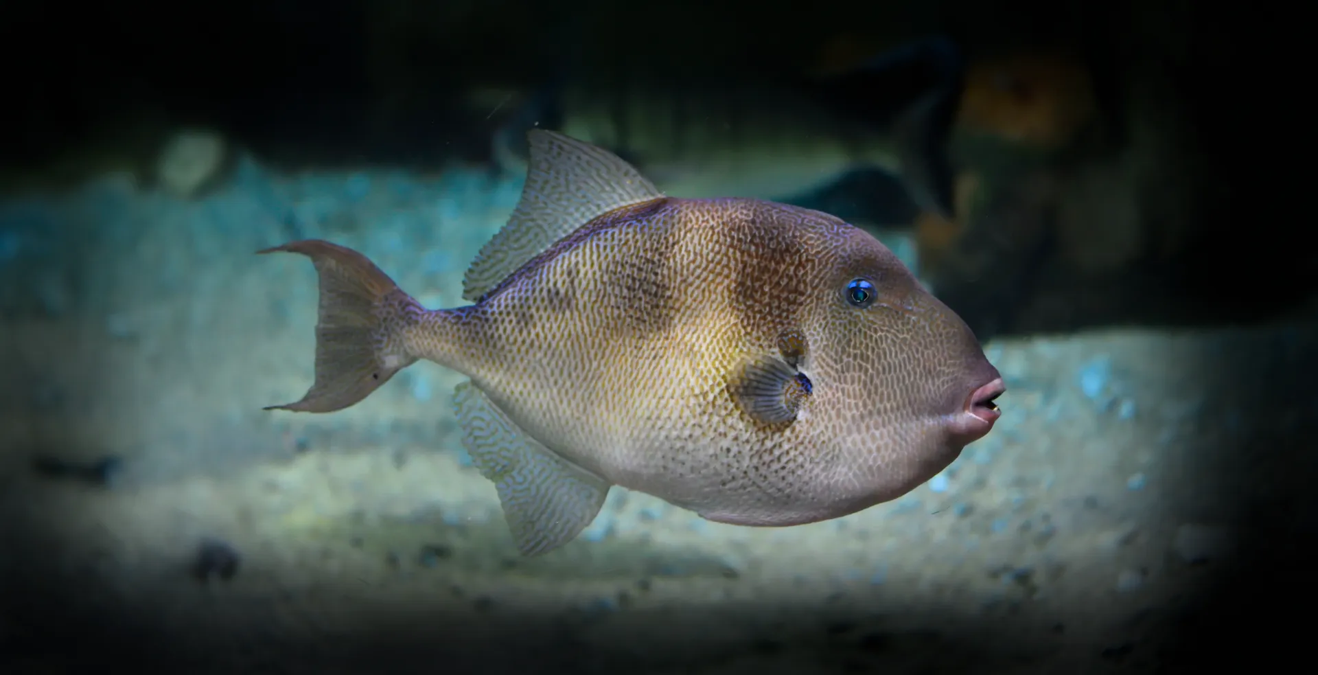 Imagem de fundo de Peixe Porco - Poytara